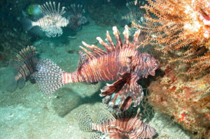 What Is An Invasive Species